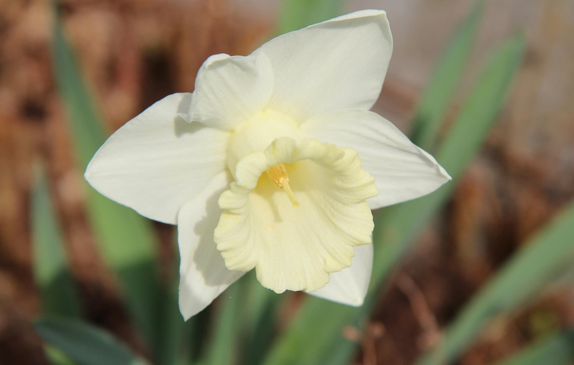 Narcissus flower blooming in desert